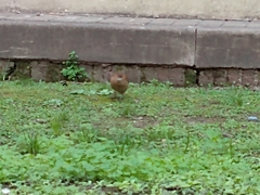 Furnarius rufus