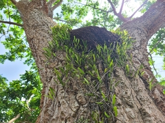 Microgramma lycopodioides