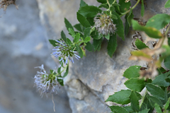 Campanula rumeliana