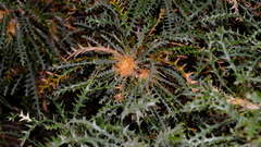 Banksia platycarpa