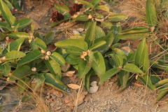 Ficus ingens