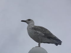 Larus