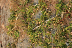 Ficus ingens