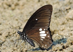 Papilio castor