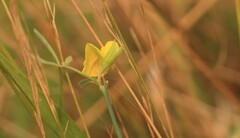 Argyrolobium harveyanum