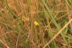 Argyrolobium harveyanum