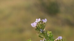 Psoralea glabra