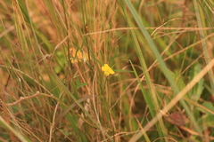 Argyrolobium harveyanum