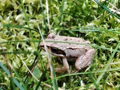 Rana arvalis