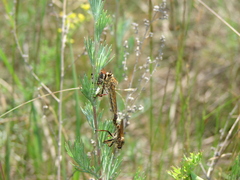 Echthistus rufinervis
