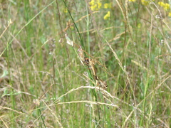 Echthistus rufinervis