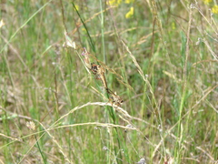 Echthistus rufinervis