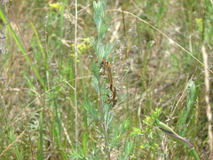 Echthistus rufinervis