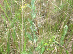Echthistus rufinervis