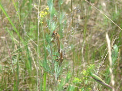 Echthistus rufinervis