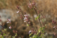 Aeollanthus parvifolius