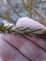 Phyllota grandiflora