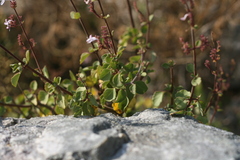 Aeollanthus parvifolius