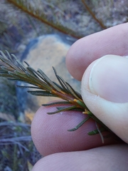 Phyllota grandiflora