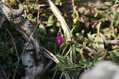 Delosperma uniflorum