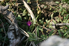 Delosperma uniflorum