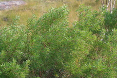 Leucadendron pondoense