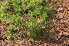 Laurembergia repens