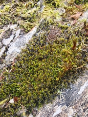 Grimmia decipiens