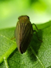 Aplos simplex