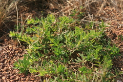 Laurembergia repens