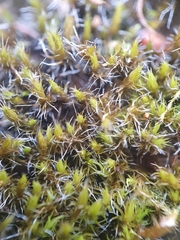 Grimmia decipiens