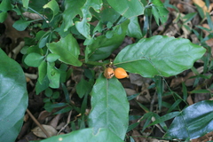 Mitriostigma axillare