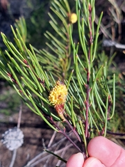 Hakea propinqua