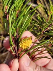 Hakea propinqua