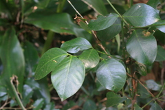 Buxus natalensis