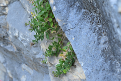 Campanula rumeliana