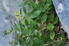 Campanula rumeliana