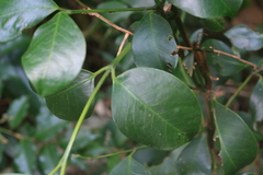 Buxus natalensis
