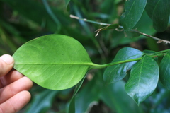 Buxus natalensis