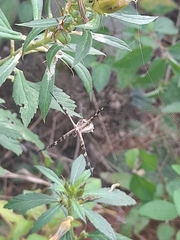 Argiope argentata