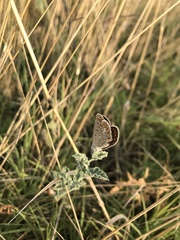 Polyommatus icarus