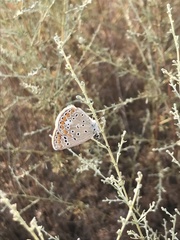 Polyommatus icarus