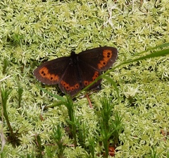 Erebia ligea
