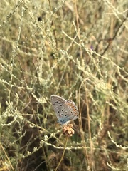 Polyommatus icarus