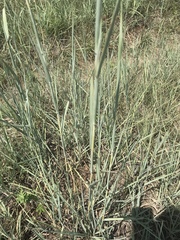 Andropogon hallii