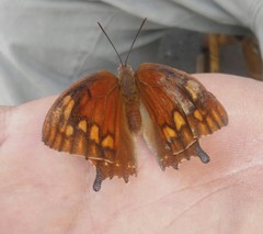 Anaea