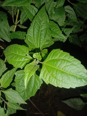 Chromolaena odorata