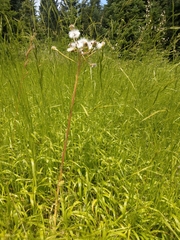 Senecio pseudoorientalis