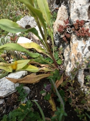 Senecio pseudoorientalis