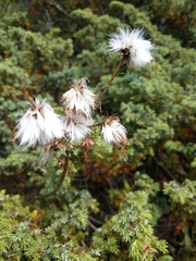 Senecio pseudoorientalis